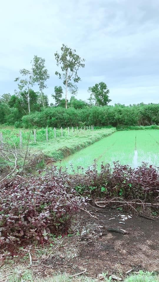 Cc cần bán vườn nghĩa thắng Tổng dt 12 sào Đường oto Khu dân cư đông đúc Đất màu mỡ phì nhiêu thích