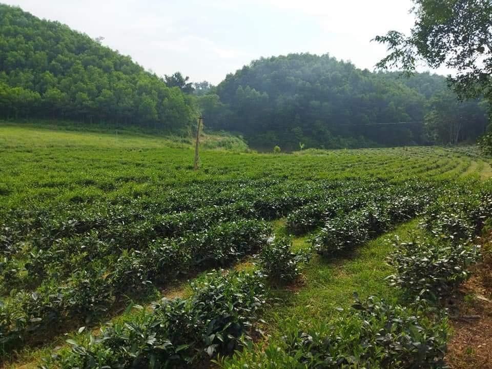 Đất trang trại Một Tuyệt phẩm chỉ có ở Vô Tranh Phú lương Cách thành phố 15km Đất khá bằng phẳng