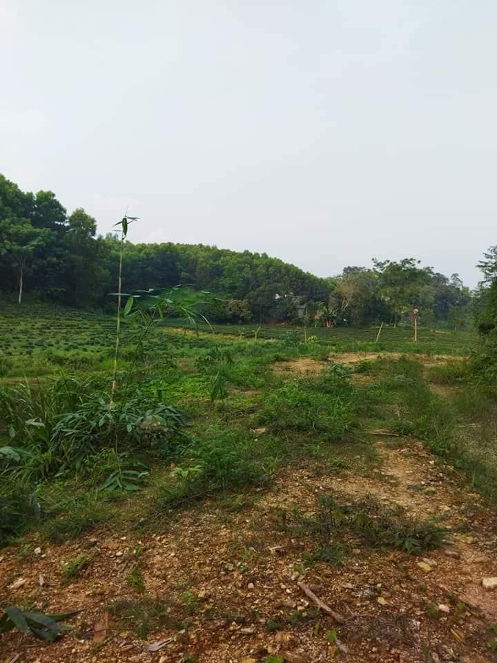 Đất trang trại Một Tuyệt phẩm chỉ có ở Vô Tranh Phú lương Cách thành phố 15km Đất khá bằng phẳng