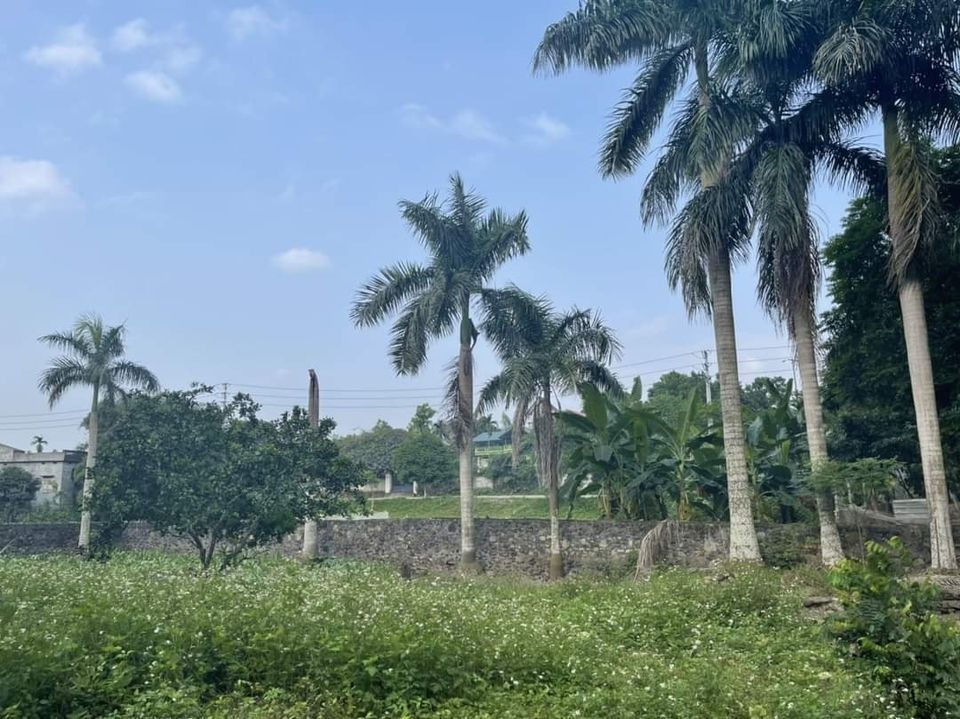 CHÍNH CHỦ BÁN LÔ ĐẤT 1440M2 VIEW CÁNH ĐỒNG TUYỆT ĐẸP, CÁCH ĐƯỜNG NHỰA ĐỒNG BÈN 30M