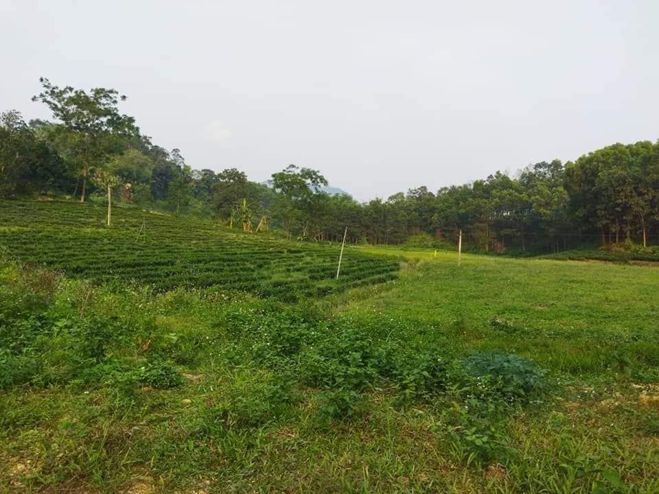Đất trang trại Một Tuyệt phẩm chỉ có ở Vô Tranh Phú lương Cách thành phố 15km Đất khá bằng phẳng
