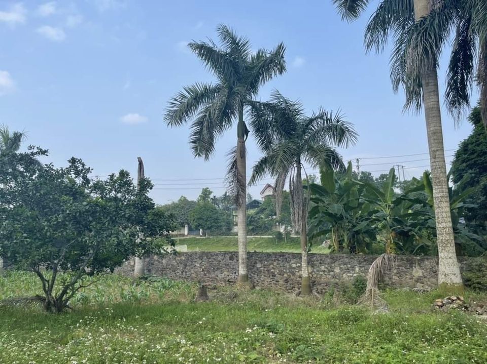 CHÍNH CHỦ BÁN LÔ ĐẤT 1440M2 VIEW CÁNH ĐỒNG TUYỆT ĐẸP, CÁCH ĐƯỜNG NHỰA ĐỒNG BÈN 30M