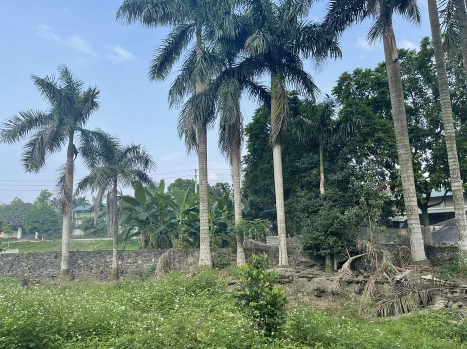 CHÍNH CHỦ BÁN LÔ ĐẤT 1440M2 VIEW CÁNH ĐỒNG TUYỆT ĐẸP, CÁCH ĐƯỜNG NHỰA ĐỒNG BÈN 30M