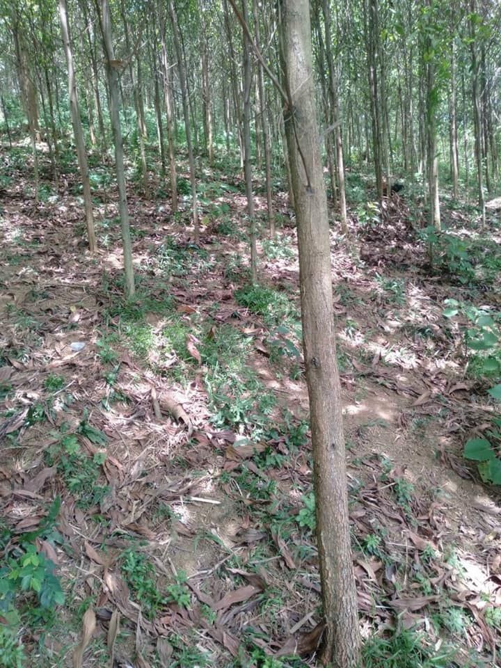 Bán hơn 6000m đất có hơn 1000m đất vườn giá có 1.5 tỷ Tổng diện tích cả đất rừng và đất ở 6000m