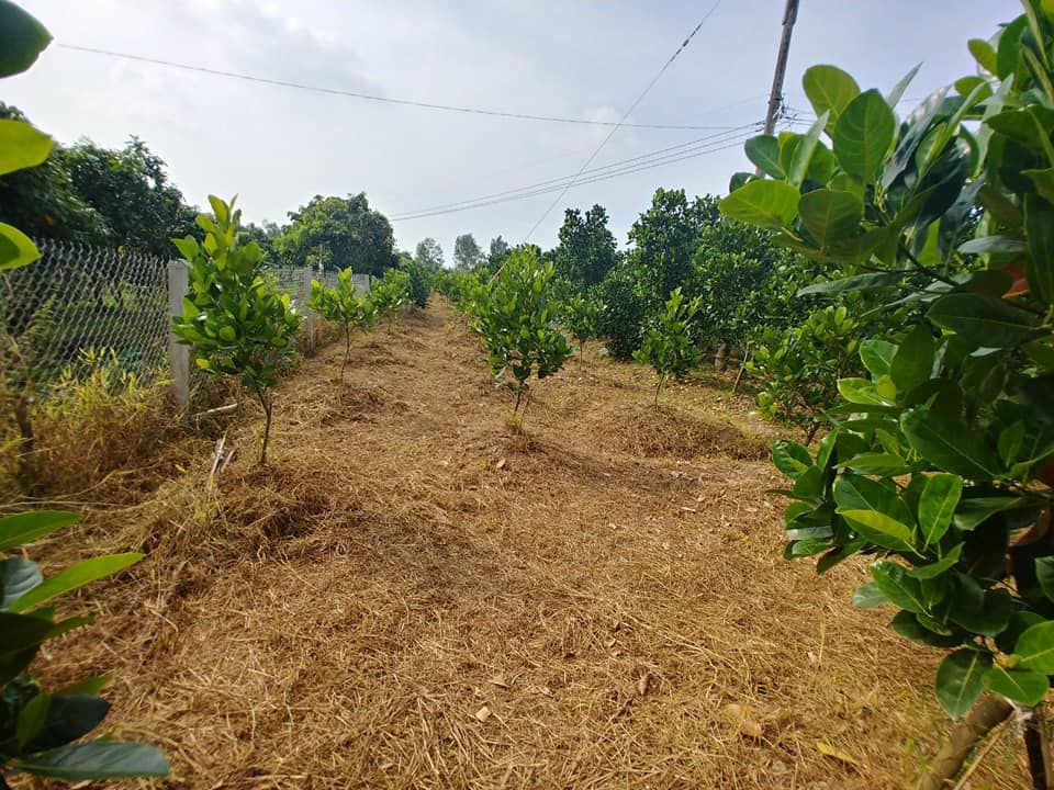 Cần bán đất trồng cây lâu năm khu vực Khóm Vĩnh Bình, Phường Tân Ngãi, TPVL Diện tích 1419,9 m2