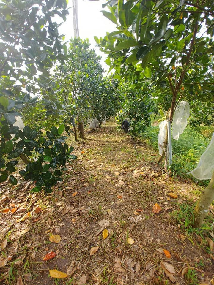 Cần bán đất trồng cây lâu năm khu vực Khóm Vĩnh Bình, Phường Tân Ngãi, TPVL Diện tích 1419,9 m2