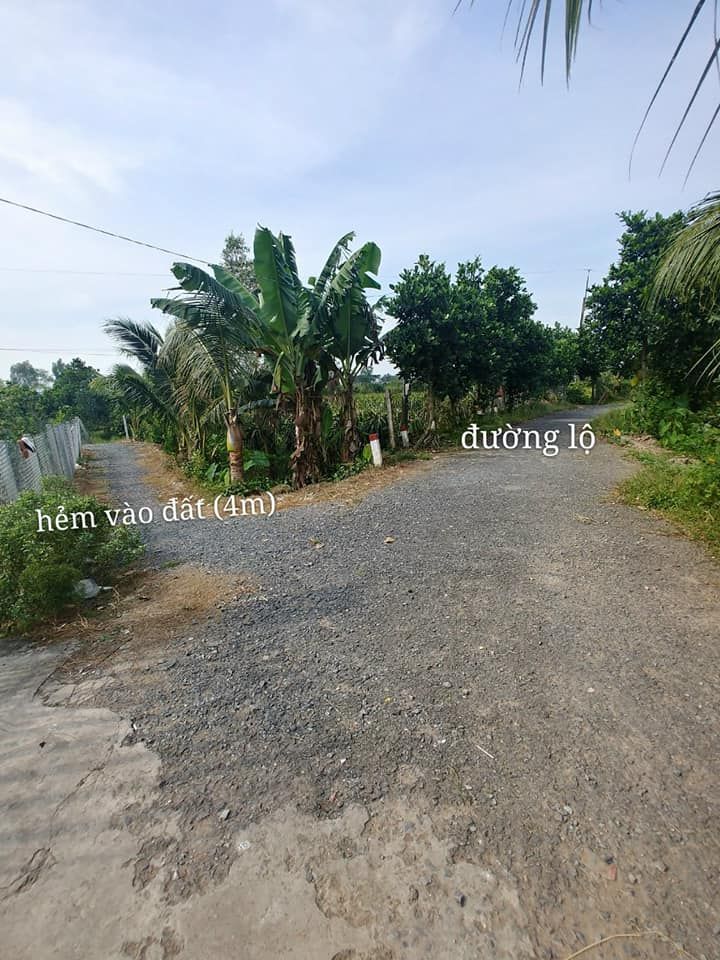 Cần bán đất trồng cây lâu năm khu vực Khóm Vĩnh Bình, Phường Tân Ngãi, TPVL Diện tích 1419,9 m2