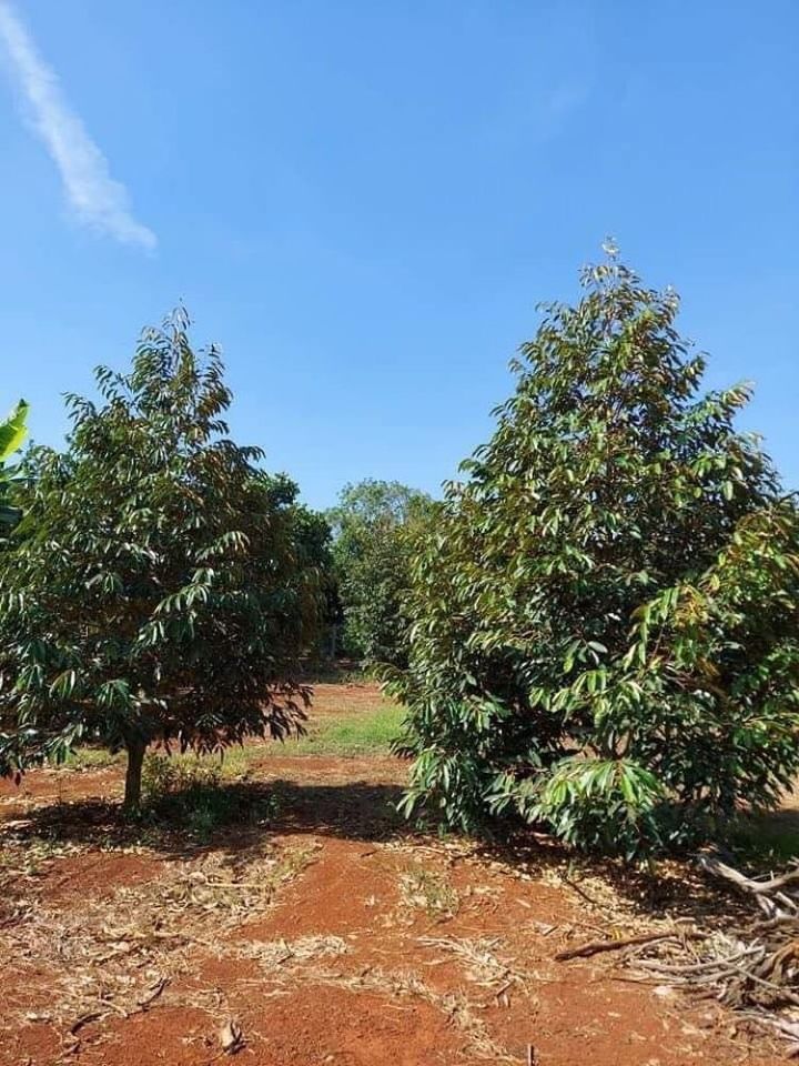 Bán đất Xuân Định, Xuân Lộc, Đồng Nai. Diện tích 17,50 x 59 1030m2 Đang trồng chôm chôm, sầu riêng