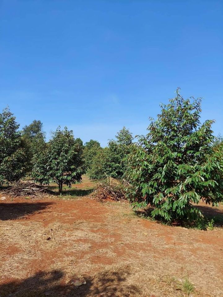 Bán đất Xuân Định, Xuân Lộc, Đồng Nai. Diện tích 17,50 x 59 1030m2 Đang trồng chôm chôm, sầu riêng