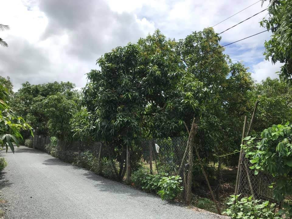 KẸT NỢ NGÂN HÀNG CẦN BÁN GẤP vườn xoài 8.300m2 mặt tiền đường nhựa 6m gần UBND và chợ Tịnh Thới
