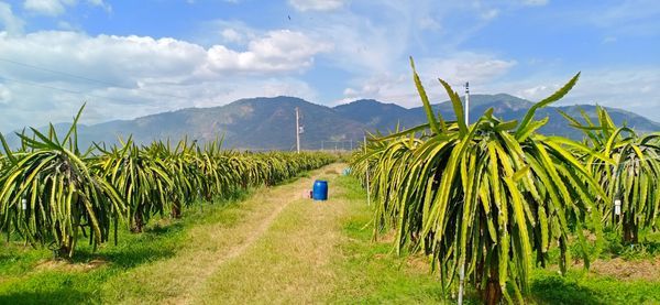 Cần Sang Nhượng Trang Trại Thanh Long thôn Dân Thuận, xã Hàm Thạnh, huyện Hàm Thuận Nam, Bình Thuận