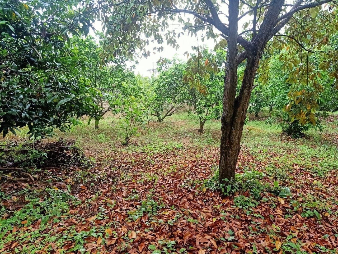 Cần bán mảnh vườn đẹp long lanh tại Đồng Kỳ cả nhà lẫn đất gần 1000m.chỉ việc sách va li đến ở