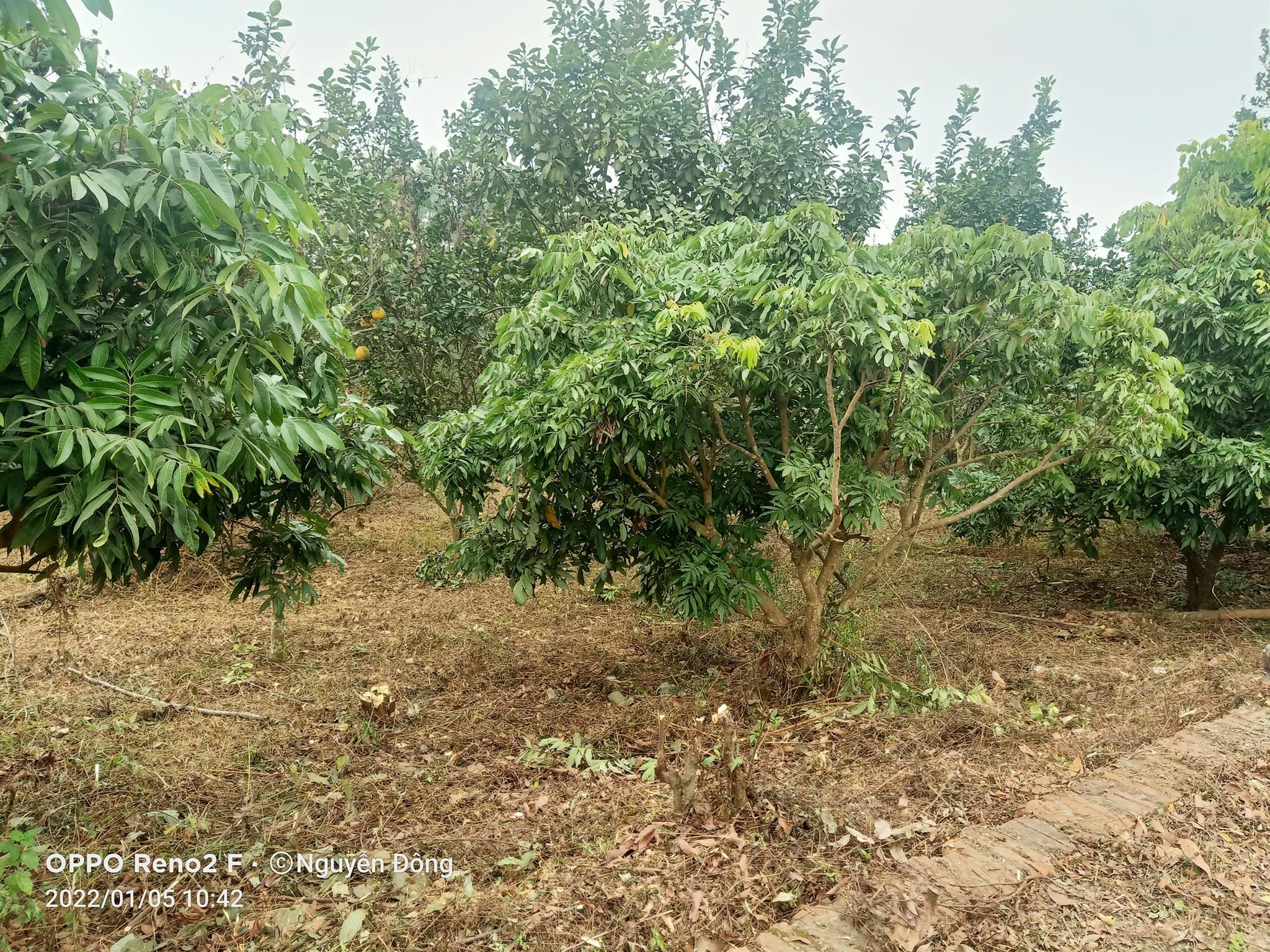 Cần bán mảnh vườn đẹp long lanh tại Đồng Kỳ cả nhà lẫn đất gần 1000m.chỉ việc sách va li đến ở