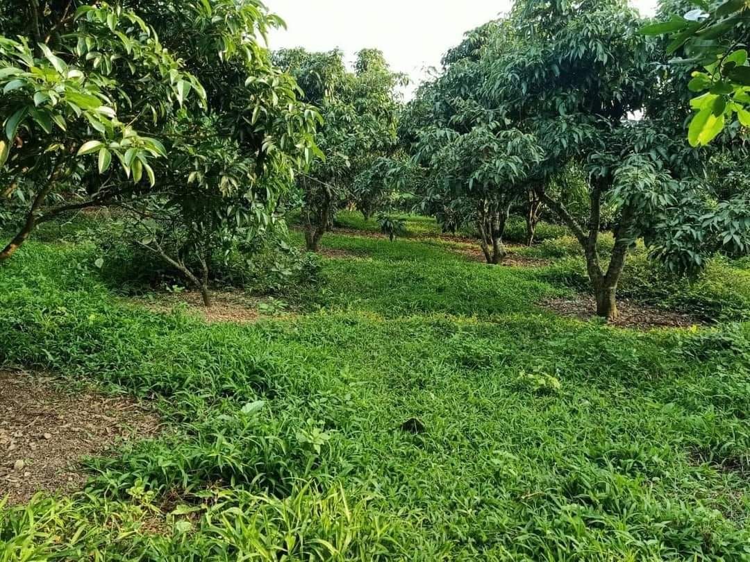 Cần bán mảnh vườn đẹp long lanh tại Đồng Kỳ cả nhà lẫn đất gần 1000m.chỉ việc sách va li đến ở