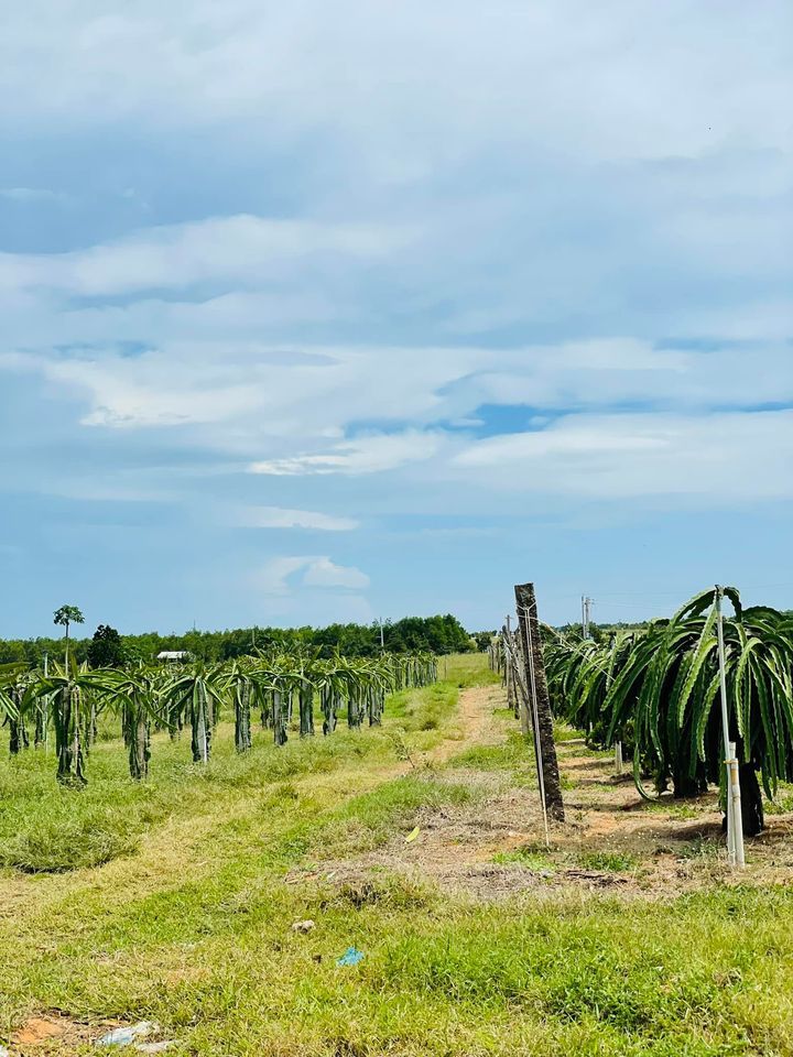 Bán đất tại THỊ TRẤN LƯƠNG SƠN Huyện Bắc Bình, Tỉnh Bình Thuận, giá cực tốt chỉ 75.000đồng /m2