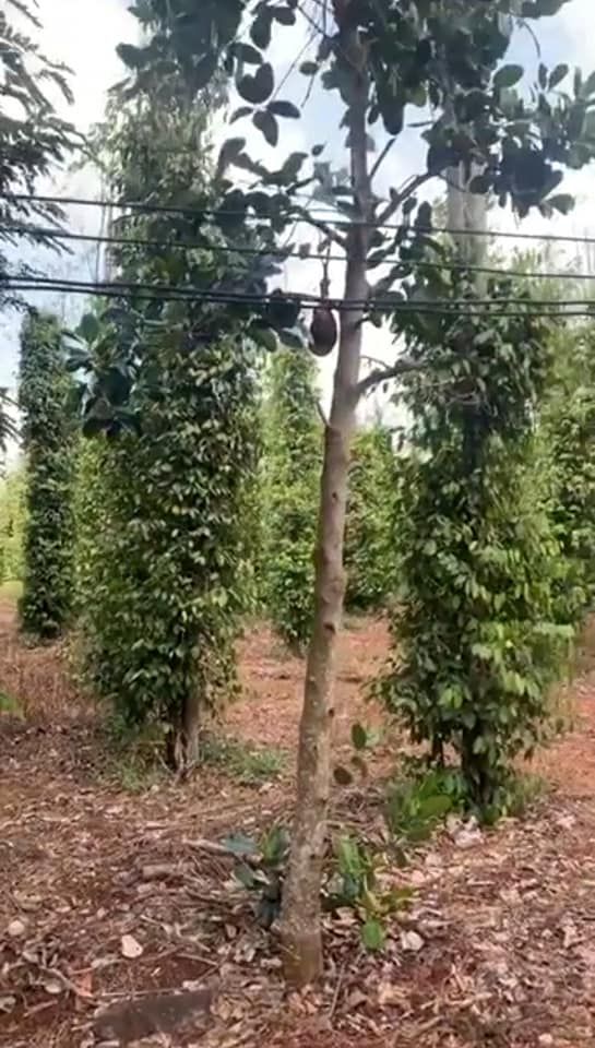 Lên 3 lô siêu đẹp Đất xã Hoà Hiệp, huyện Xuyên Mộc, tỉnh BRVT. Dt 1000m2, ktc, mt đường đất 5m