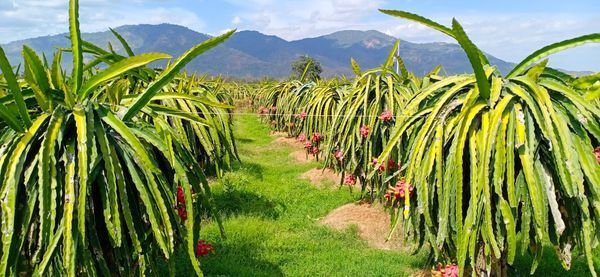 Cần Sang Nhượng Trang Trại Thanh Long thôn Dân Thuận, xã Hàm Thạnh, huyện Hàm Thuận Nam, Bình Thuận