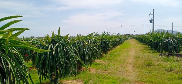 Cần Sang Nhượng Trang Trại Thanh Long thôn Dân Thuận, xã Hàm Thạnh, huyện Hàm Thuận Nam, Bình Thuận