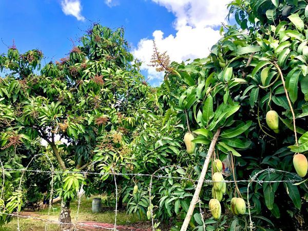 Đất đẹp phú ngọc, vườn xoài đang thu hoạch xuất khẩu, đường đá mi 6m cách quốc lộ 20 hơn 1km