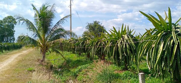 Cần Sang Nhượng Trang Trại Thanh Long thôn Dân Thuận, xã Hàm Thạnh, huyện Hàm Thuận Nam, Bình Thuận