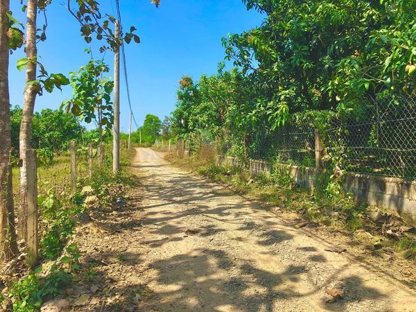 Đất đẹp phú ngọc, vườn xoài đang thu hoạch xuất khẩu, đường đá mi 6m cách quốc lộ 20 hơn 1km