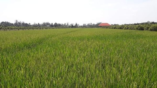 Chủ cần chuyển nhượng tầm 8 công đất ấp Hưng Lợi Thanh Mỹ Tháp Mười Giá 260/công