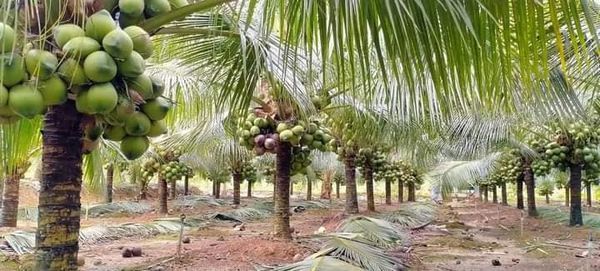Bán đất làm khu nghỉ dưỡng view đẹp chính chủ tân phú 6.250 m2 rất lý tưởng đồi núi đồng ruộng