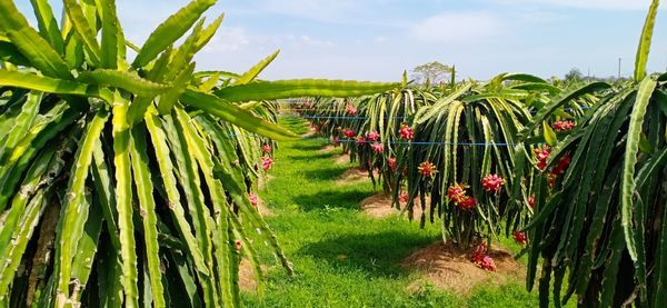 Cần Sang Nhượng Trang Trại Thanh Long thôn Dân Thuận, xã Hàm Thạnh, huyện Hàm Thuận Nam, Bình Thuận