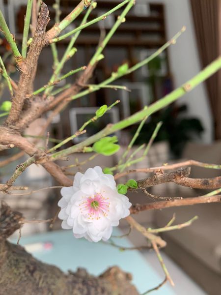 bán nhanh mảnh đất lô góc 2 mặt tiền , vị trí cực đẹp tại mặt đường Lê Lai phường Thống Nhất tp HB