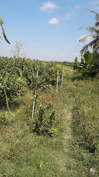 Chủ cần chuyển nhượng tầm 8 công đất ấp Hưng Lợi Thanh Mỹ Tháp Mười Giá 260/công