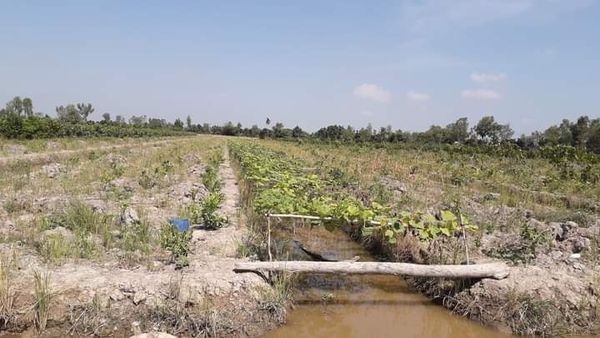 Chủ cần chuyển nhượng tầm 8 công đất ấp Hưng Lợi Thanh Mỹ Tháp Mười Giá 260/công