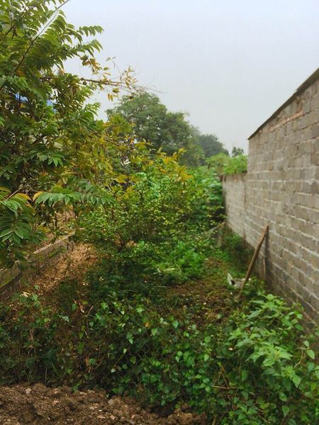 Bán đất sổ đỏ chính chủ gần Trường Nghề Hoà Bình giá bình dân Mặt tiền 4,2 m sâu 34,2 m dt 143m