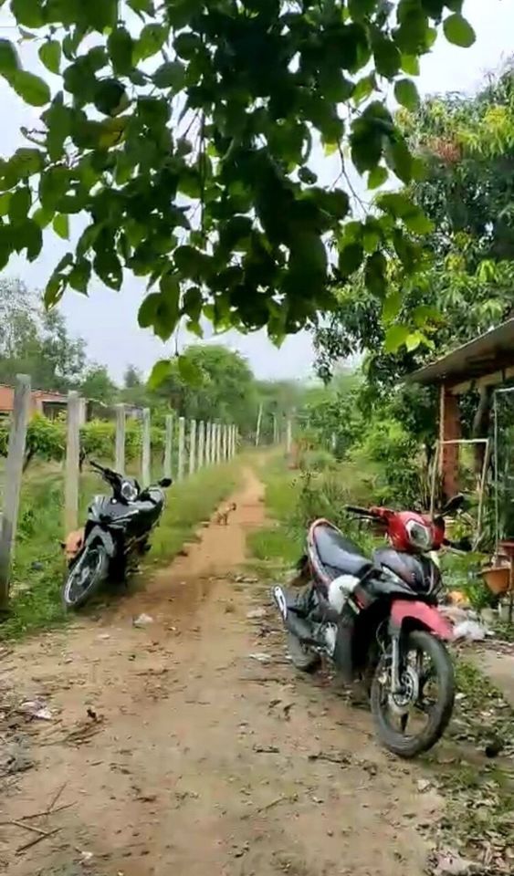 cần bán lô đất ở Long Chữ, Bến Cầu, Tây Ninh Diện tích 5*30 đất cây lâu năm có thể lên full thổ cư