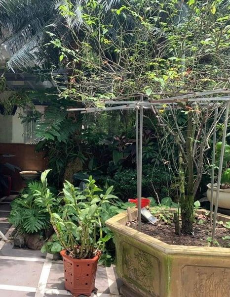 BÁN NHÀ HBT DT đủ cho thiết kế 4,5 tầng, trẻ trung, toàn sinh viên Đường trước nhà thông thoáng