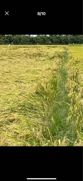 Cần tiền bán 7 công đất ruộng khu vực phường B tp châu Đốc giá 760tr