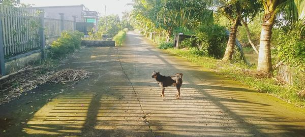 Chỉ có 2ty7 Siêu phẩm nghĩ dưỡng.1,156m2 có 300m2 thổ cư Xã Đông thạnh, châu thành, hậu Giang.