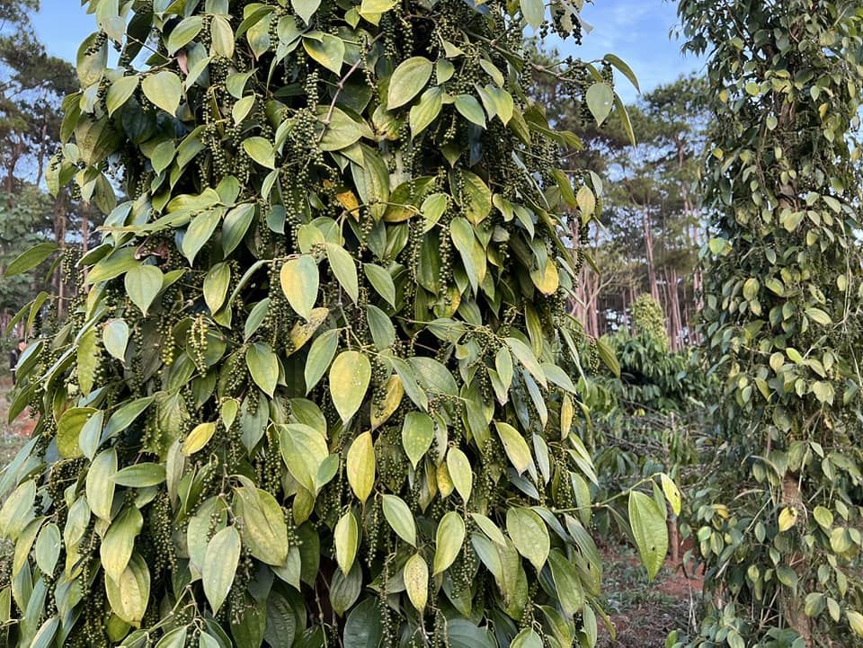 Siêu phẩm đồi thông Nhìn ra hồ tự nhiên Đất thuộc xã trường xuân huyện đăk song đăk nông