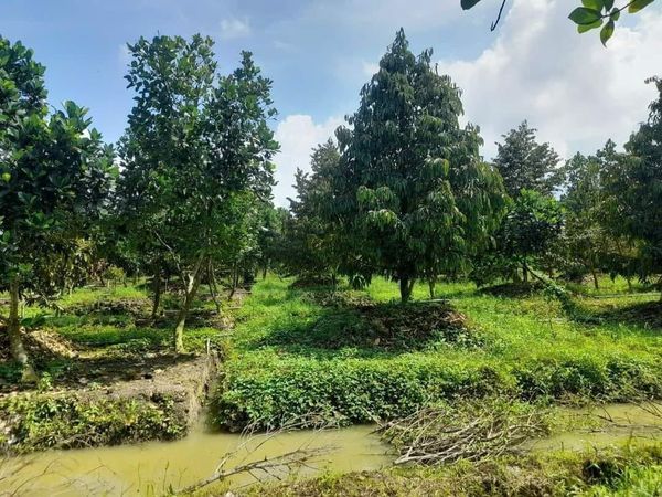 Cần bán 13 CÔNG SẦU RIÊNG Đất xã Mỹ thọ. Huyện Cao Lãnh. Đồng Tháp