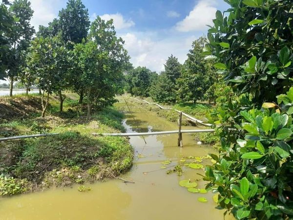 Cần bán 13 CÔNG SẦU RIÊNG Đất xã Mỹ thọ. Huyện Cao Lãnh. Đồng Tháp