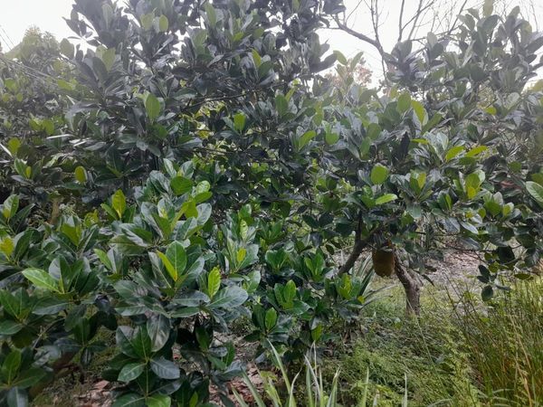 chủ gửi cho thuê 8 công đất xã Mỹ hiệp , huyện Cao lãnh, đồng tháp gần khu du lịch xẻo quýt
