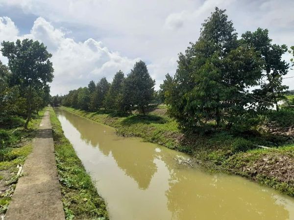 Cần bán 13 CÔNG SẦU RIÊNG Đất xã Mỹ thọ. Huyện Cao Lãnh. Đồng Tháp