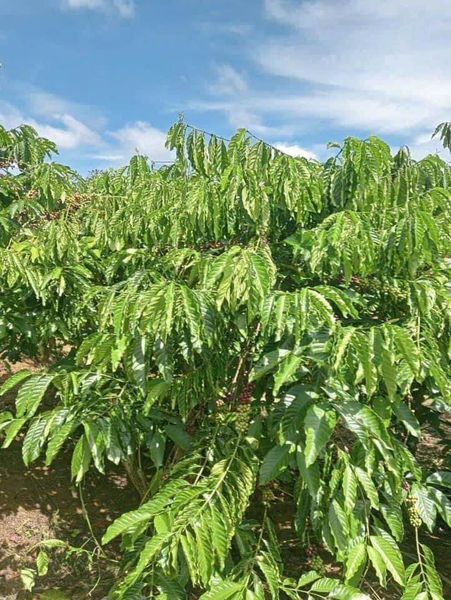 Bán 3,6 mẫu TRỒNG CÀ PHÊ thôn quảng phước, xã đạo nghĩa , huyện Đakrlap, Đaknong ( THƯƠNG LƯỢNG)
