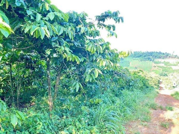Bán 3,6 mẫu TRỒNG CÀ PHÊ thôn quảng phước, xã đạo nghĩa , huyện Đakrlap, Đaknong ( THƯƠNG LƯỢNG)