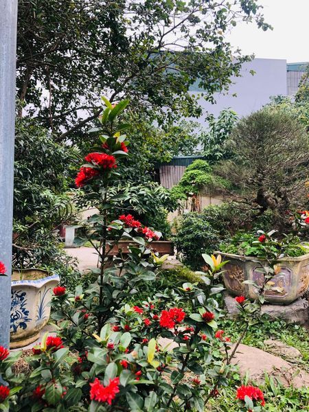 Một căn biệt thự vườn diện tích .400m2 , 2 mặt tiền giữa Thành Phố Thanh Hoá và Sầm Sơn