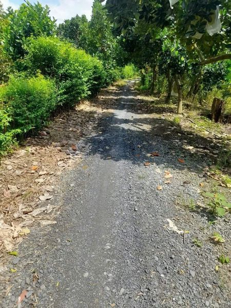 Cần bán 13 CÔNG SẦU RIÊNG Đất xã Mỹ thọ. Huyện Cao Lãnh. Đồng Tháp