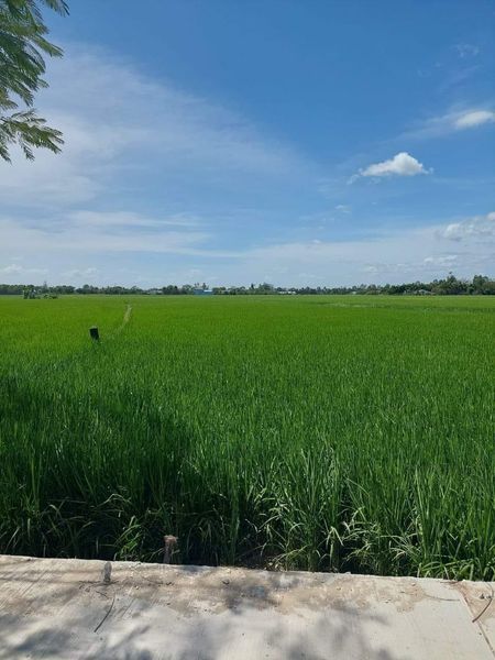 Bán miếng đất đẹp ấp Trà Hất xã Châu Thới huyện Vĩnh Lợi tỉnh Bạc Liêu