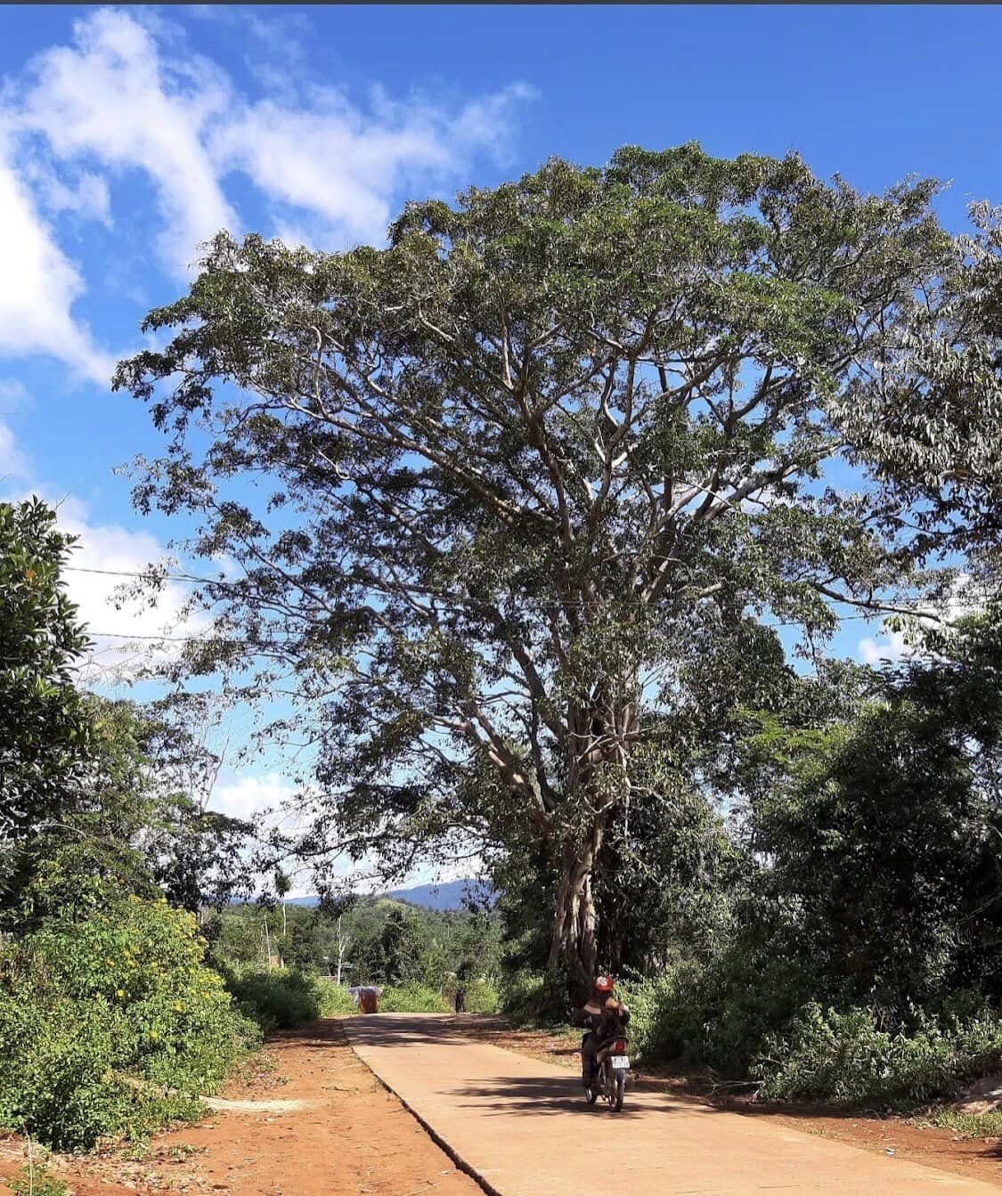 chính chủ cần bán 3 HECTA đất rẫy trống gần dân buôn bán , trường học 1.5km Tại Bokrei (Bốc rẫy)
