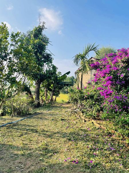 Nhà vườn diện tích: 3964m2 TC:250m2 Vị trí : Đăk Hà - Kon Tum