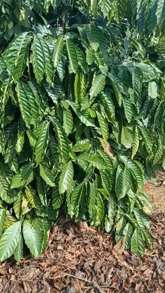 CẦN TIỀN GIẢM SÂU BÁN GẤP Diện tích 5ha sổ hồng đây đủ tại Krông Nô