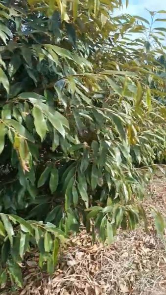 CẦN TIỀN GIẢM SÂU BÁN GẤP Diện tích 5ha sổ hồng đây đủ tại Krông Nô